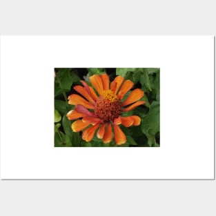 zinnia flower bloom pink floral fantasy gold center Posters and Art